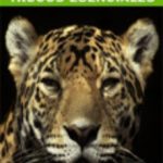 leer MAC OS X LEOPARD: TRUCOS ESENCIALES gratis online